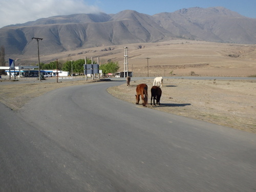 More free range horses.